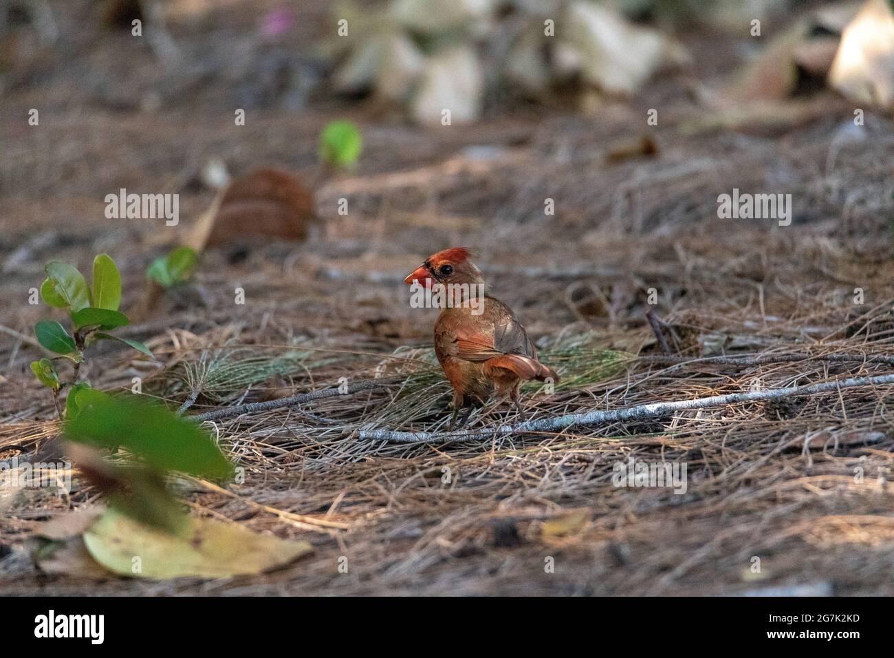 Foraging juvenile male red cardinal Cardinalis cardinalis bird as it looks for food on the ground in Naples, Florida. Stock Photo
