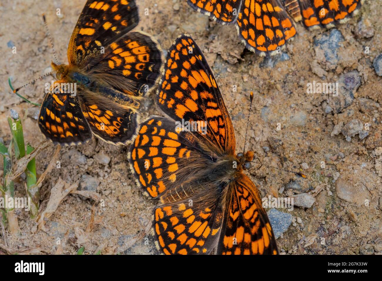 Brush-footed Butterflies puddling in the Garnet Range, Montana, USA Stock Photo