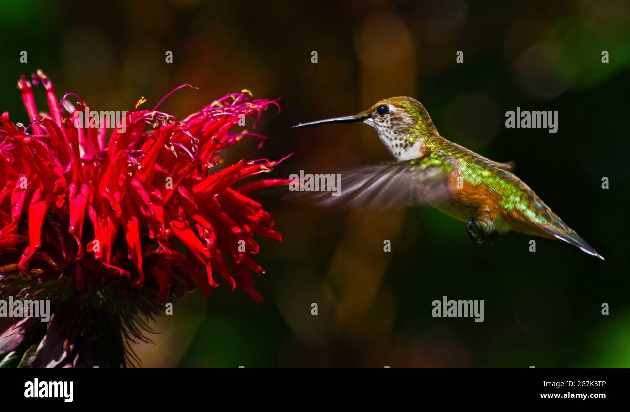 Humming bird ..up close Stock Photo