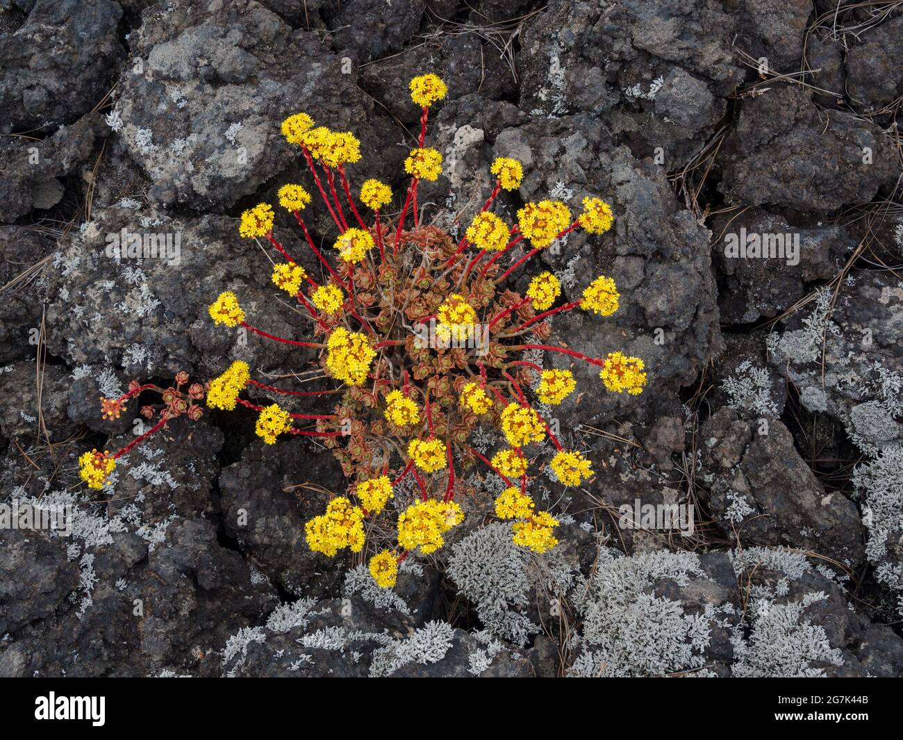 Top view of growing Alyssum Obovatum plants among rocks in Tenerife island, Spain Stock Photo
