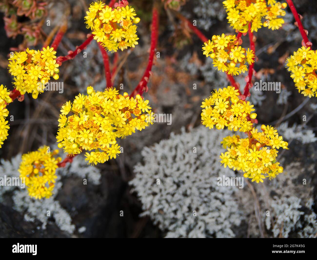 Top view of growing Alyssum Obovatum plants among rocks in Tenerife island, Spain Stock Photo