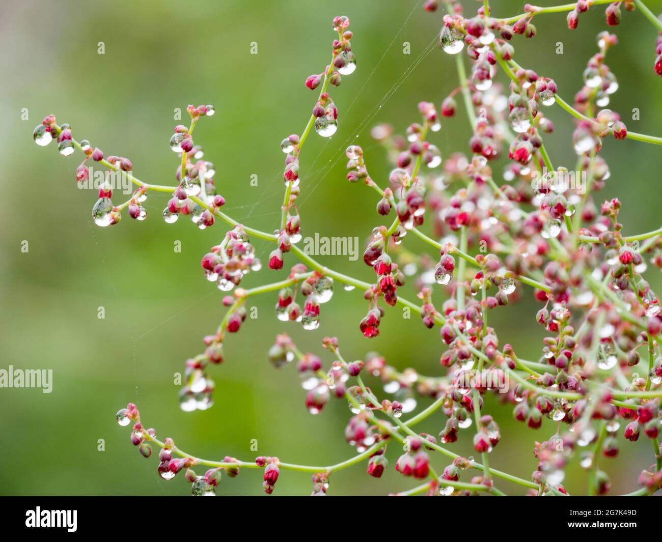 Closeup shot of water droplets on growing wild red berries in Tenerife