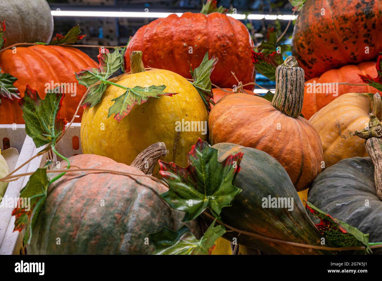 A pile of pumpkins, a stall with a ripe pumpkin close-up at a farmer's market Stock Photo