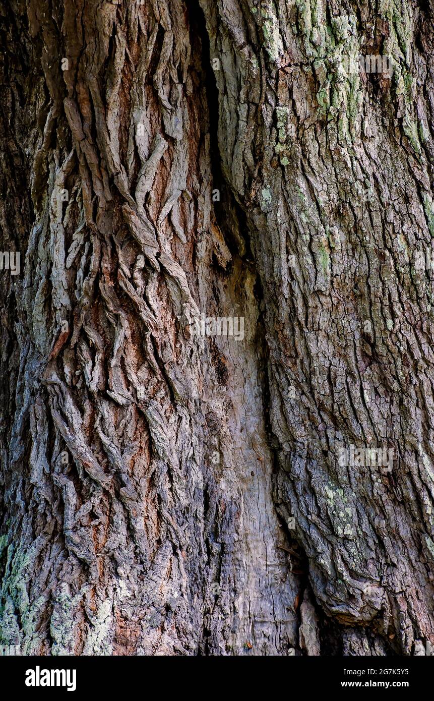 A 200-year-old live oak tree shows bark damage, July 1, 2021, in Ocean Springs, Mississippi. Stock Photo