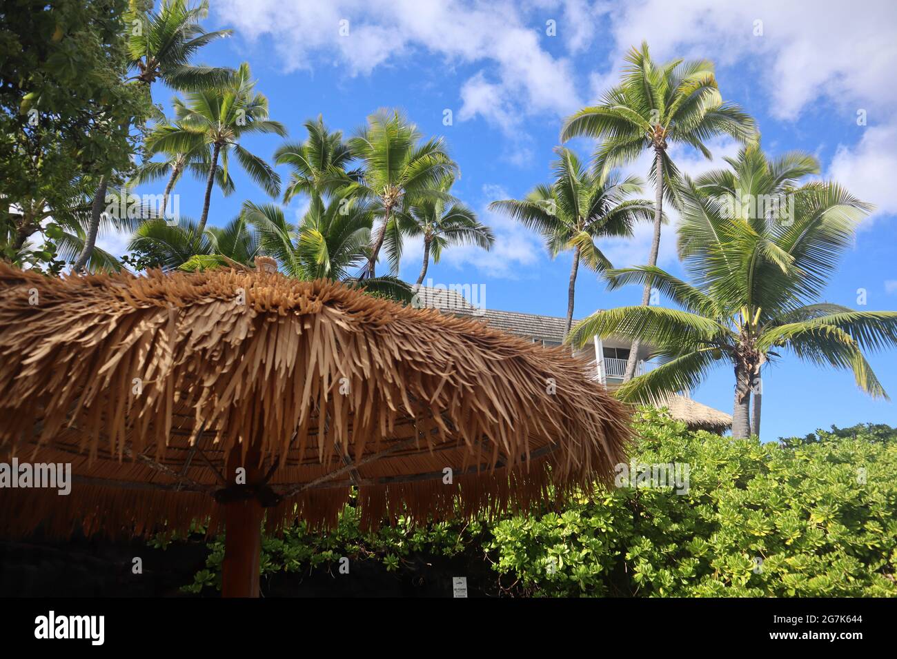 Thatched umbrella rand palm trees on the Hawaiian Island of Kona, during daylight Stock Photo
