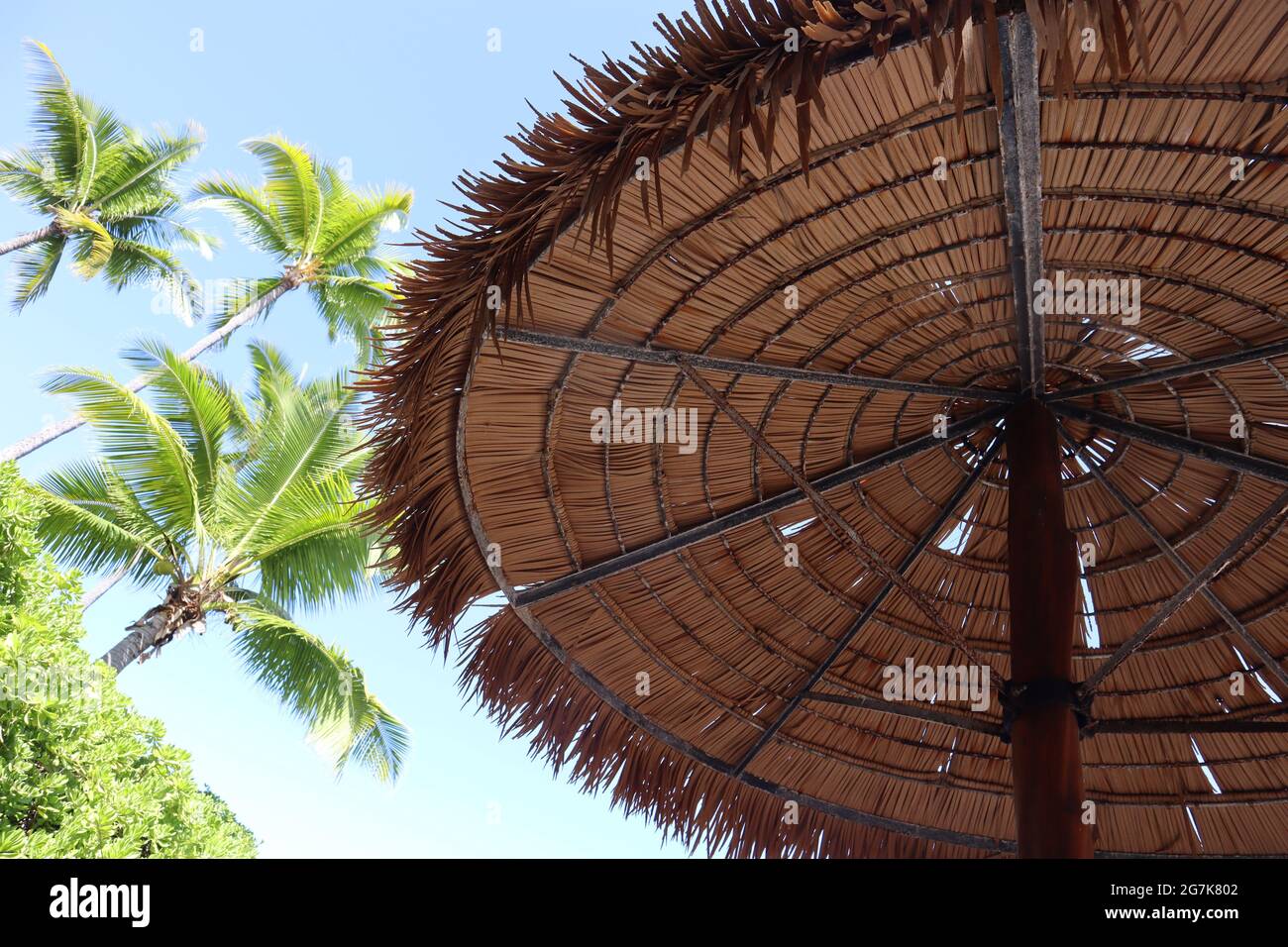 Thatched umbrella with palm trees in the background at a resort in Kona