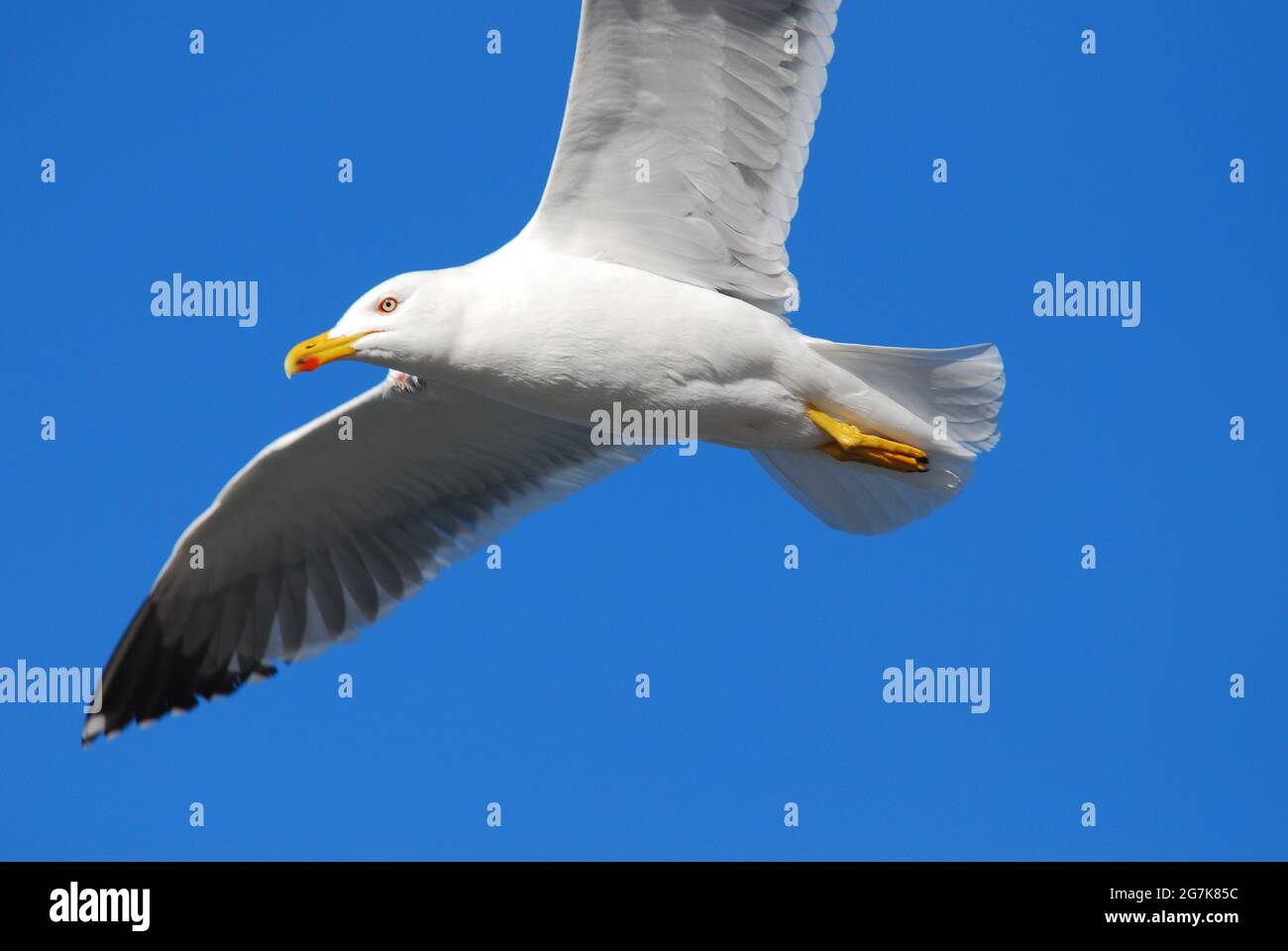 White seagull in flight against a blue clear sky Stock Photo - Alamy