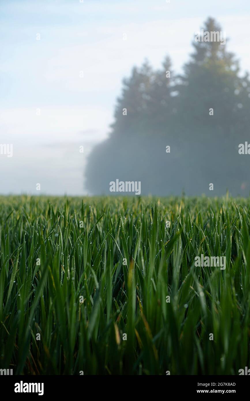 A wheat field on a spring morning with dew on the blades of wheat. Stock Photo
