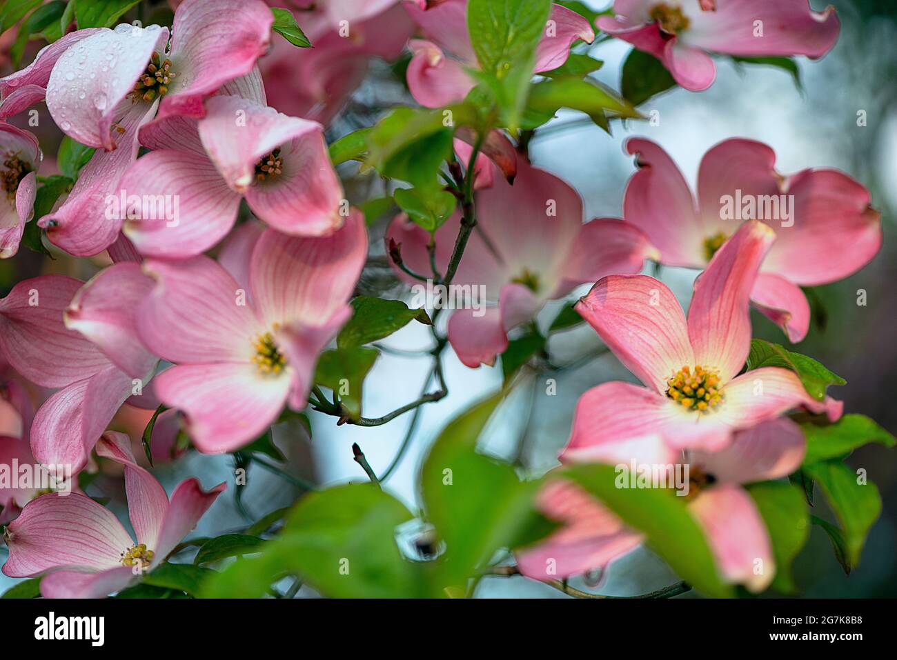A dogwood tree in spring Stock Photo