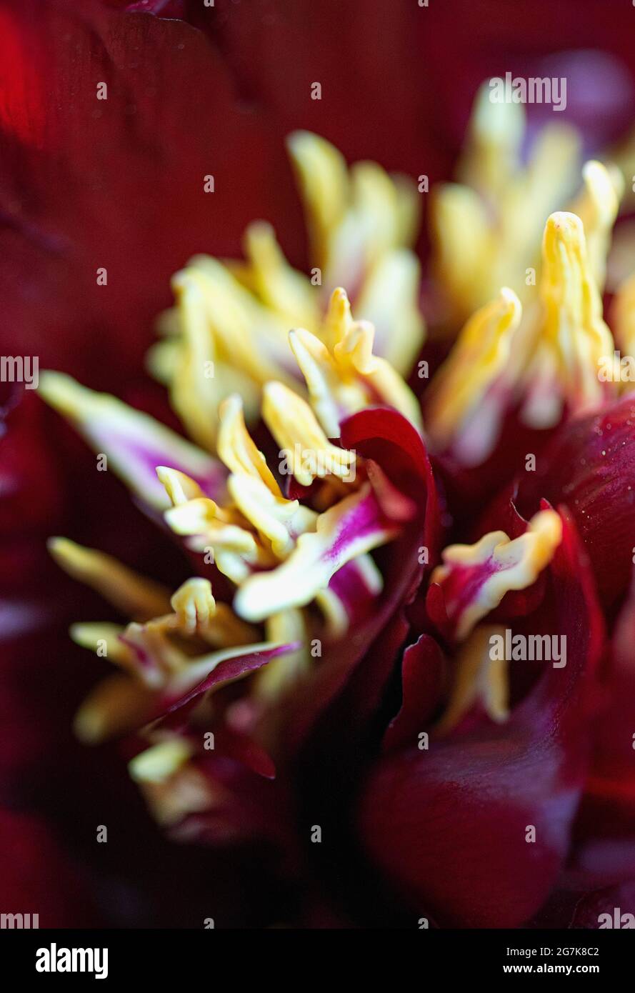 A close up of a Peony flower Stock Photo