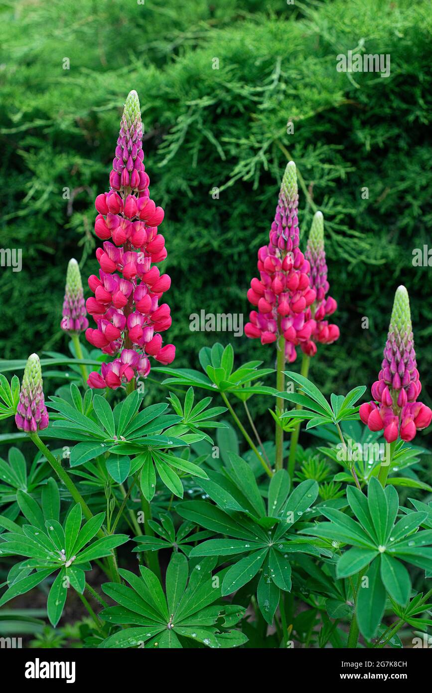 A Lupine flower in spring. Stock Photo
