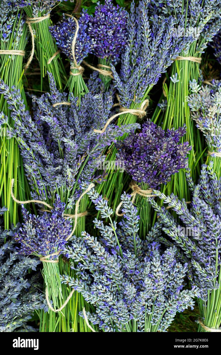 Bundles of cut lavender Stock Photo Alamy