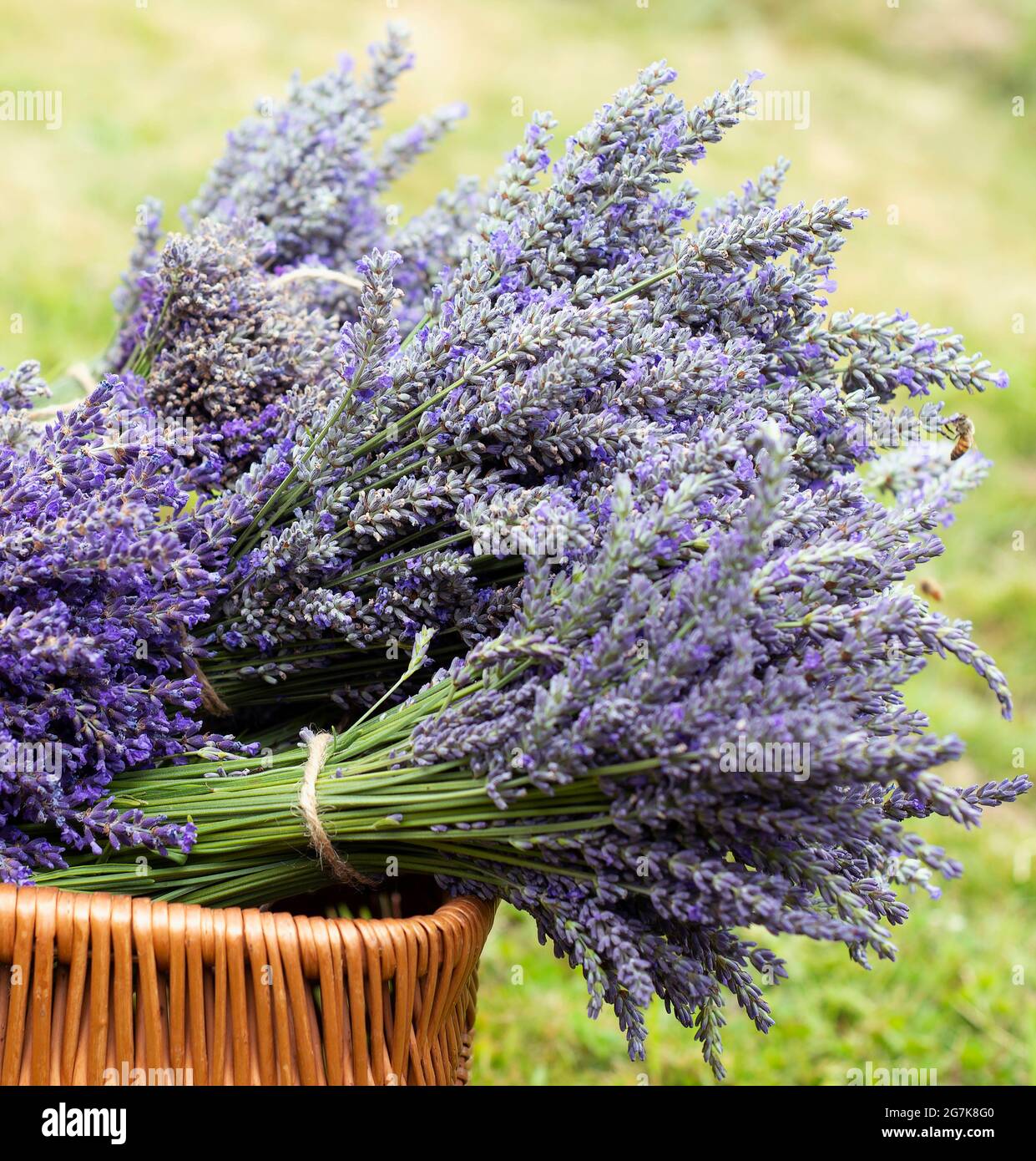 A basket of freshly cut lavender. Stock Photo