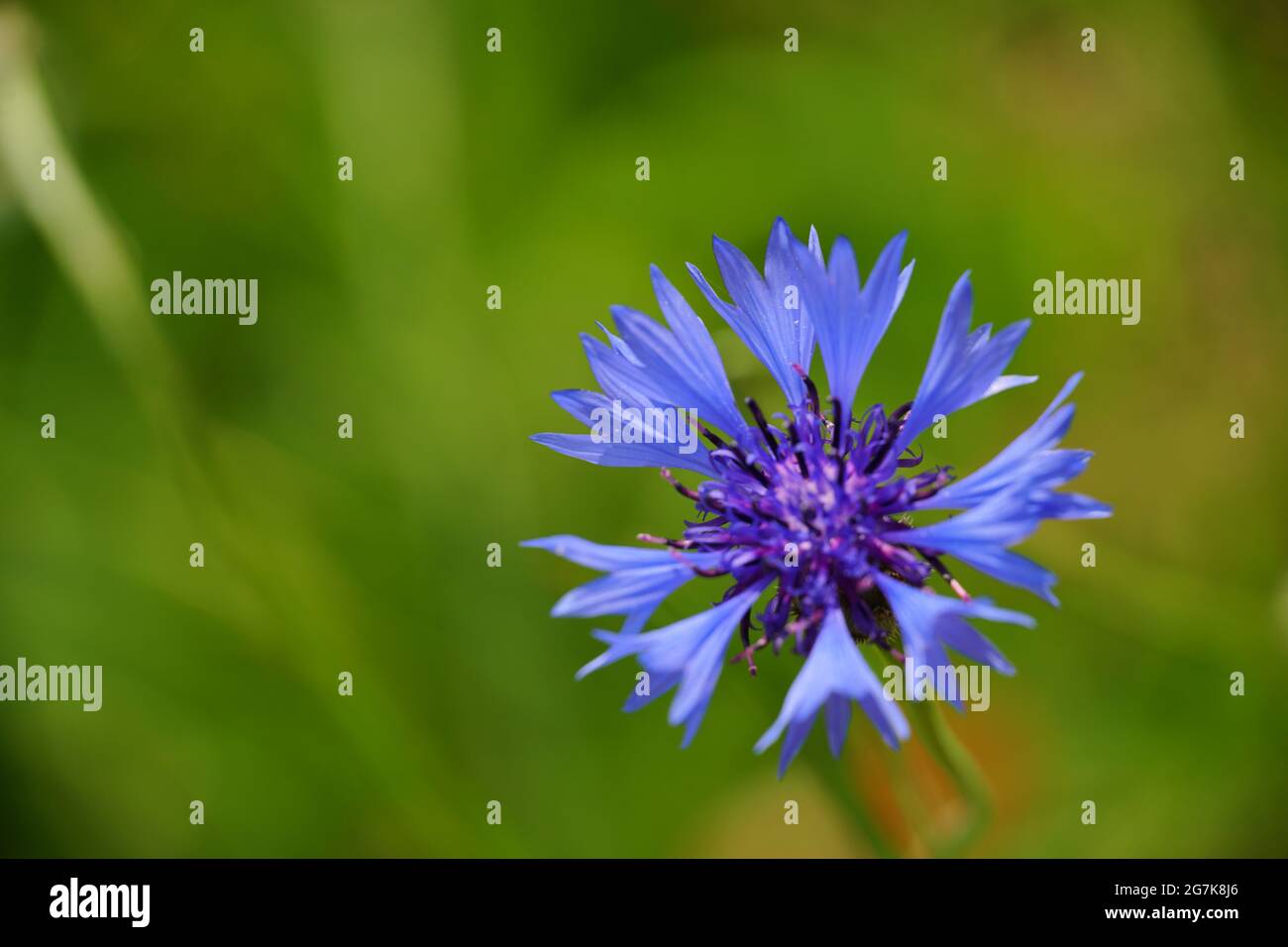 Closeup of purple cornflower - bluebottle on a blurred green background Stock Photo