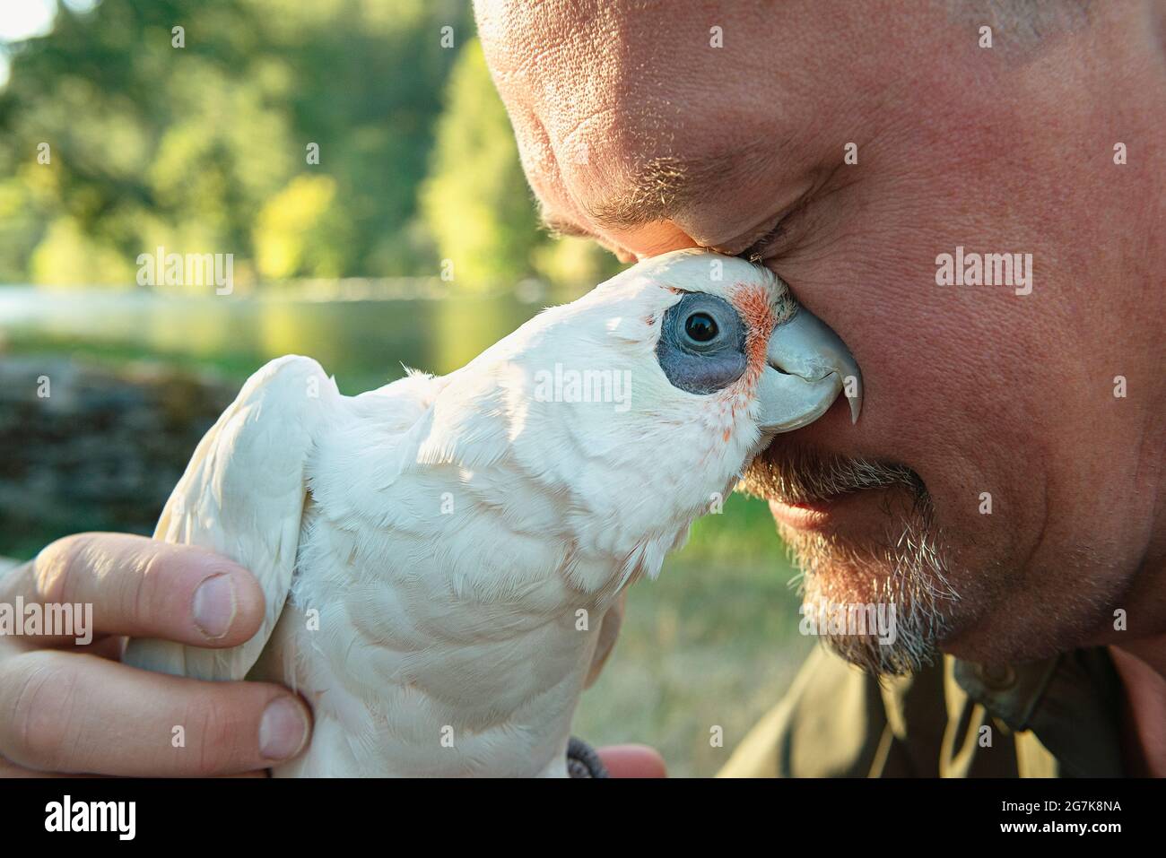A man and his pet bare eyed cockatoo. Stock Photo