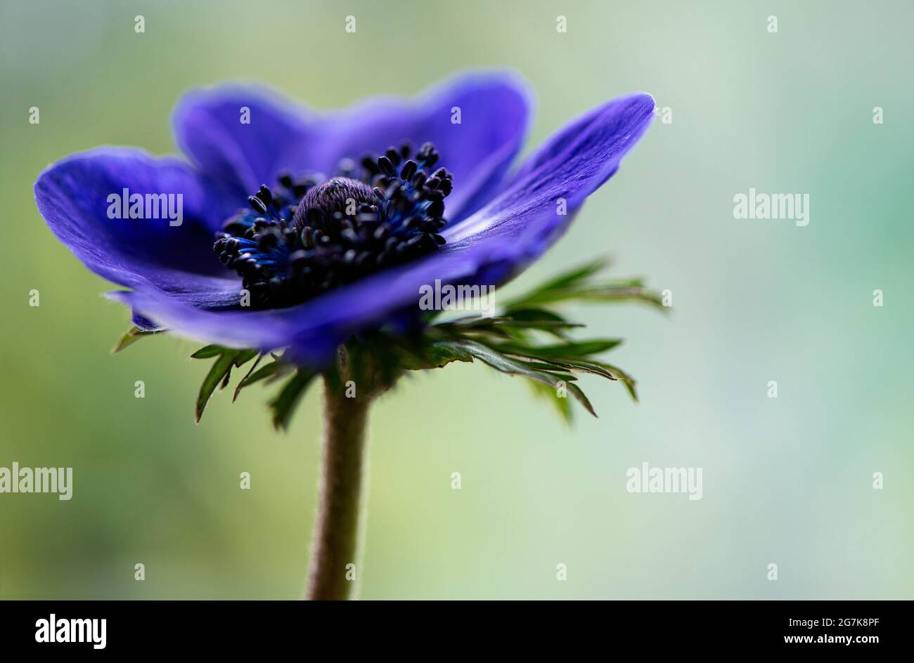 A close up of a blue anemone flower. Stock Photo