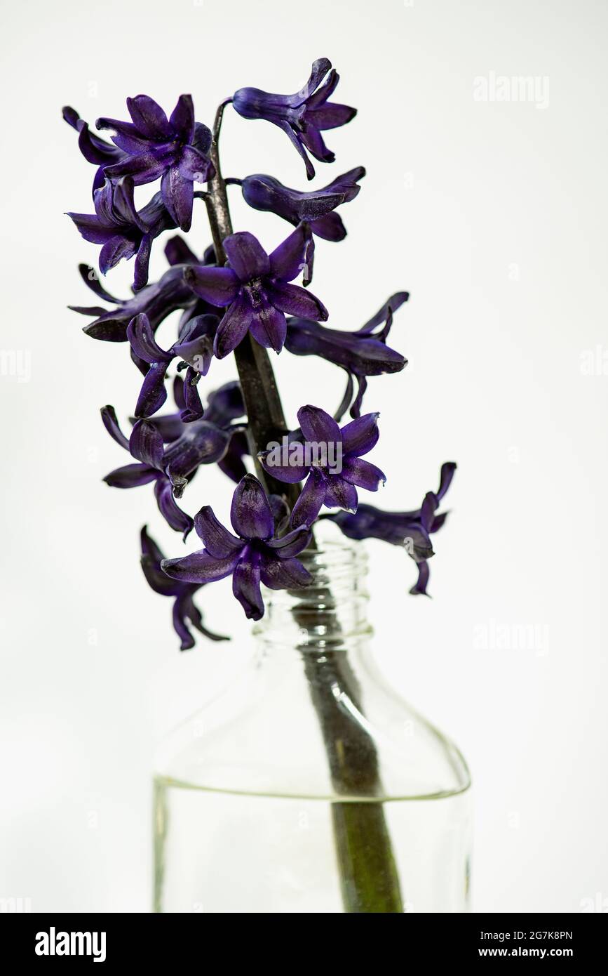 A hyacinth flower in a bottle of water. Stock Photo