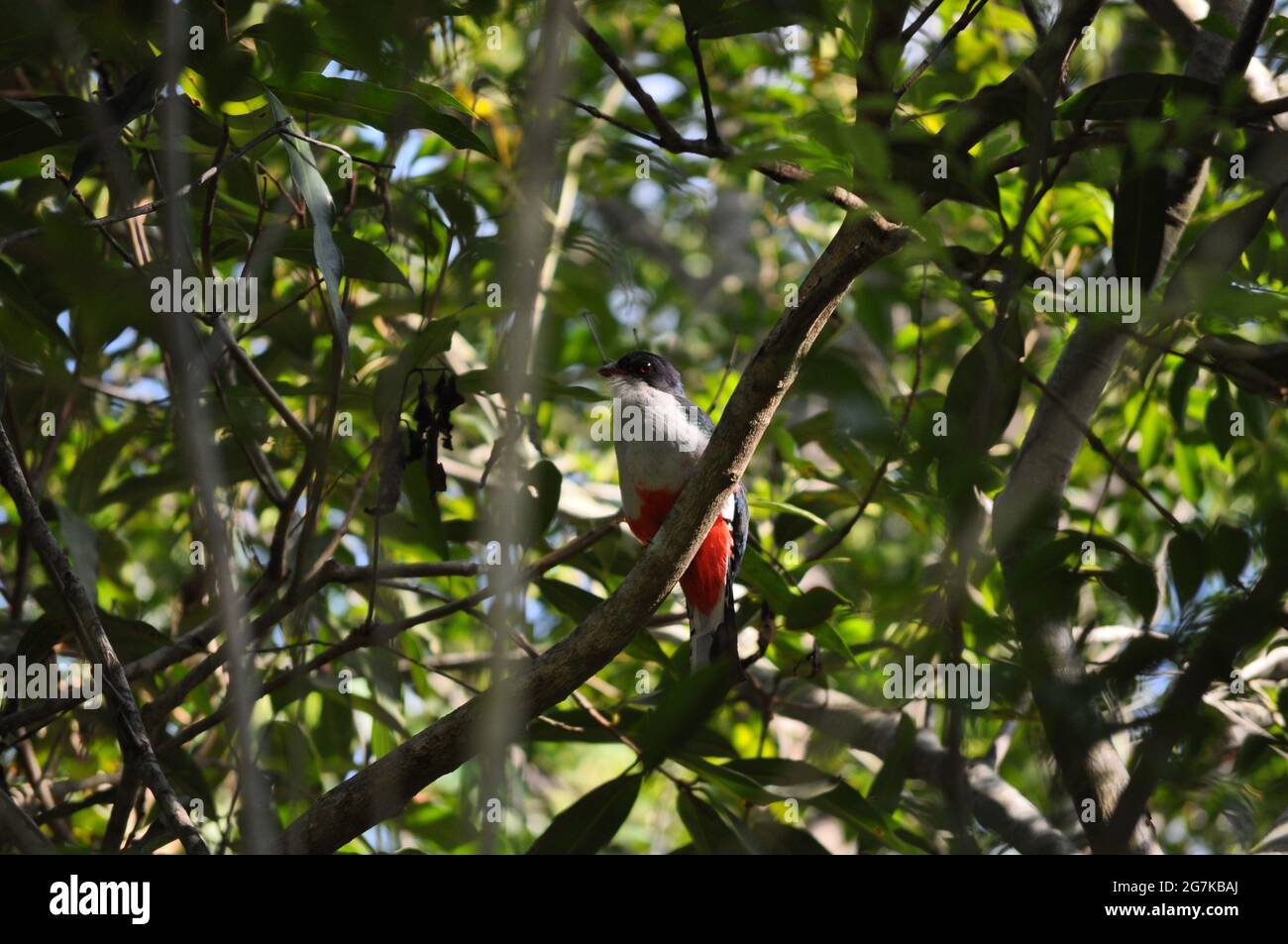 Selective focus of the beautiful and colorful Cuban trogon bird perching on the tree branch Stock Photo