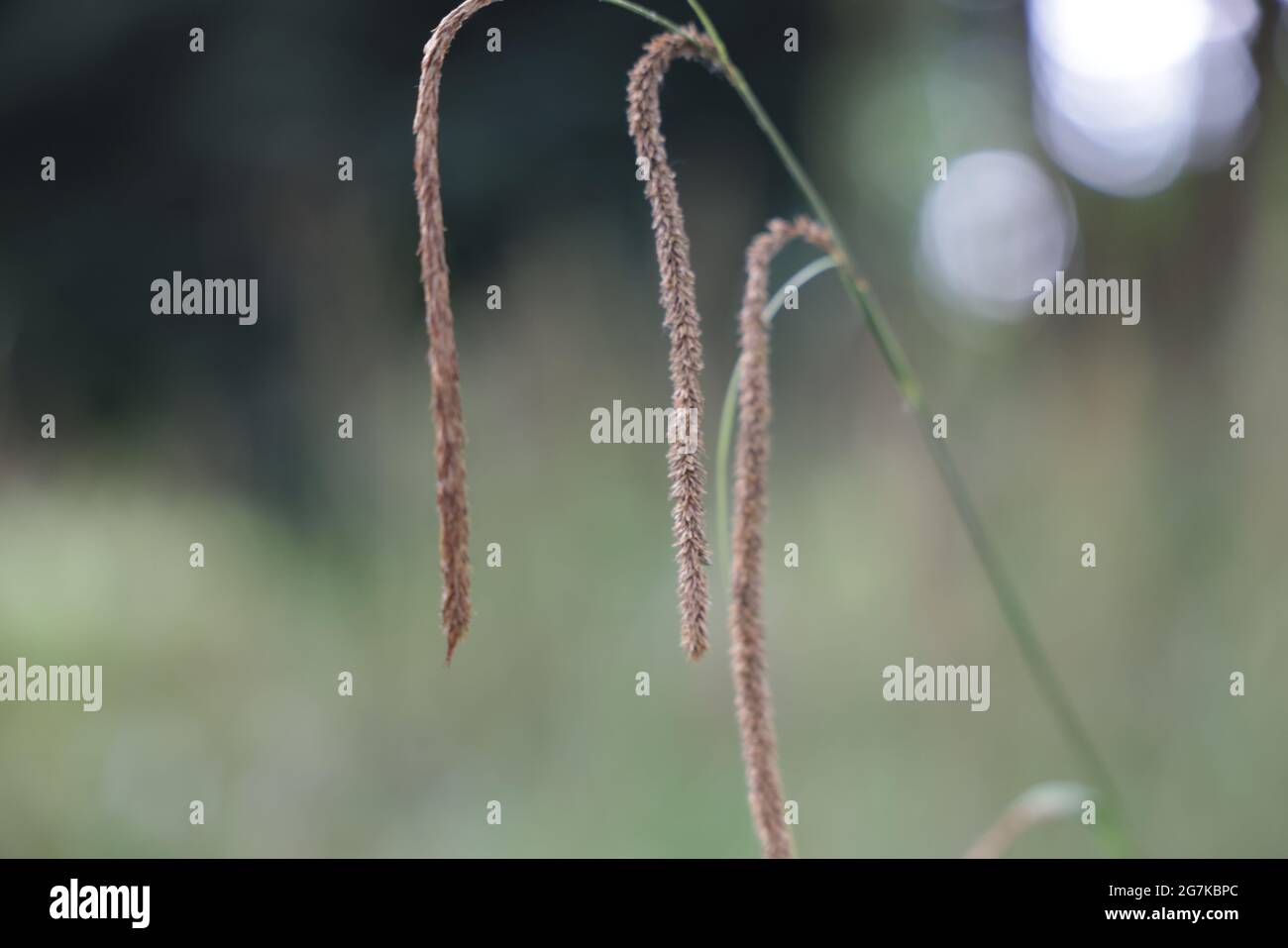 Selective focus shot of a sedge plant on a blurred background Stock Photo