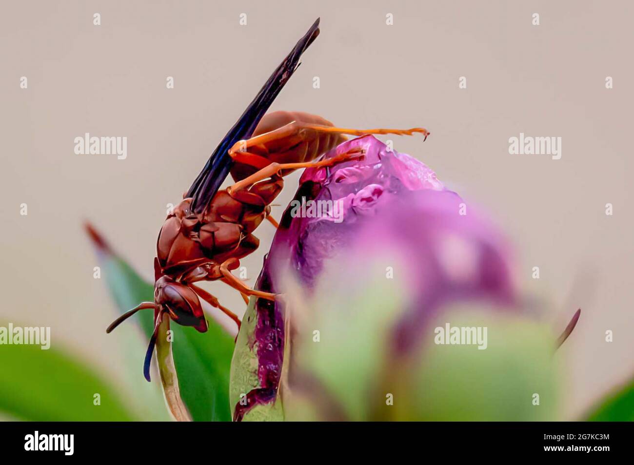 Wasp on Flower Stock Photo