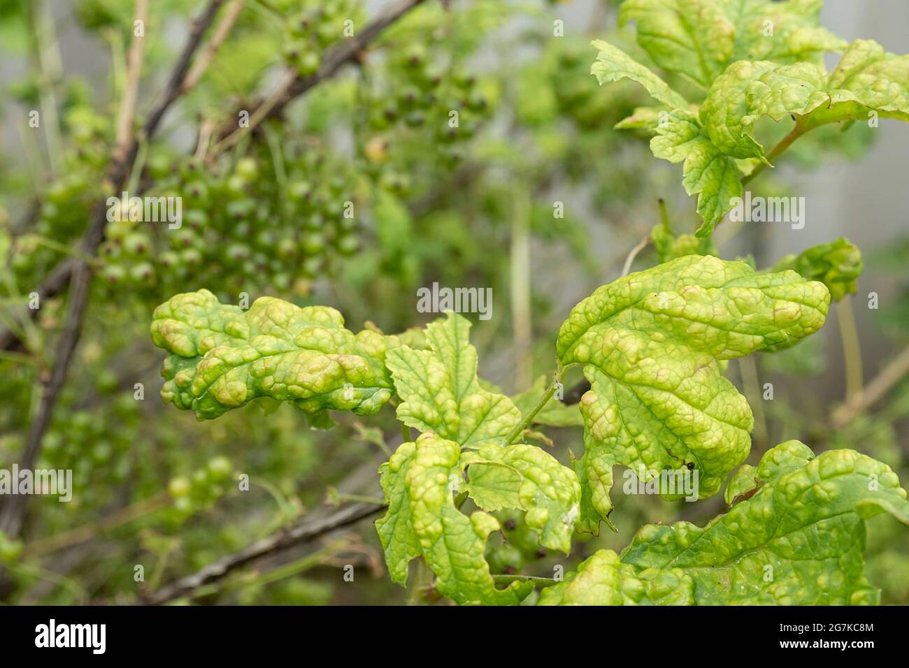 Diseases and pests of berry bushes . Gall Aphid on currants. Damaged