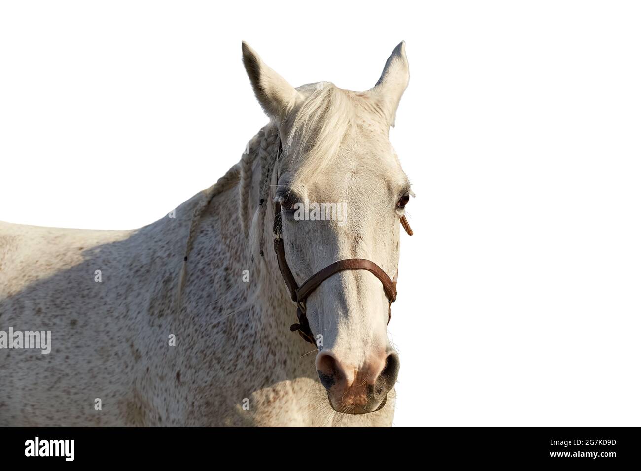 Portrait of an arabian horse of gray color on a white background Stock Photo