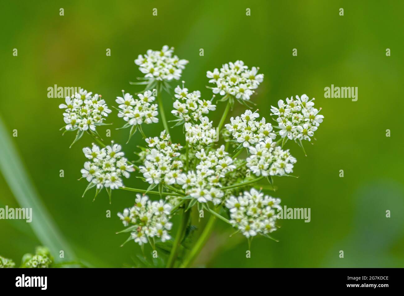 Closeup shot of Chaerophyllum aromaticum flowers with green leaves on a blurred background Stock Photo