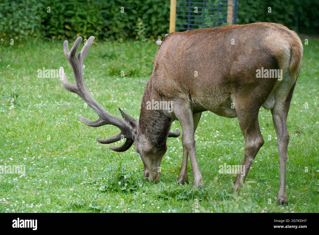 Closeup shot of a grazing stag in a green field Stock Photo - Alamy