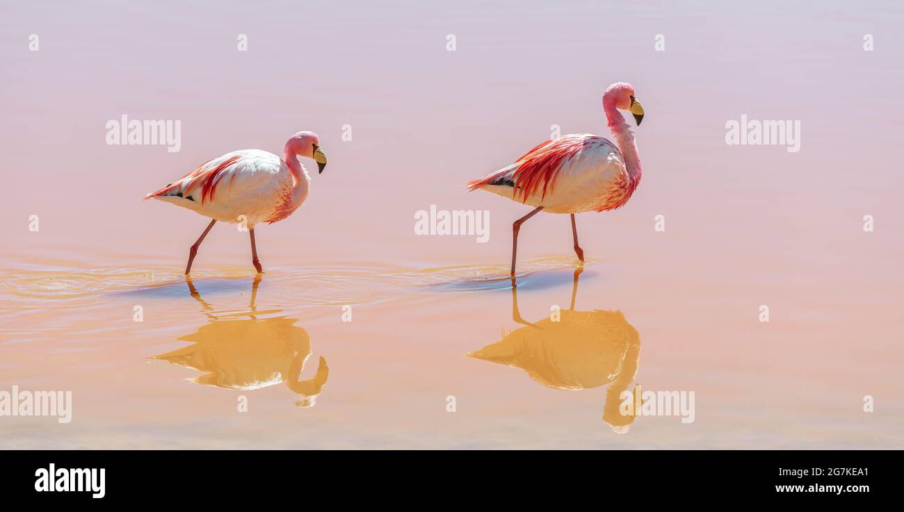 Pink James Flamingo (Phoenicoparrus jamesi), Laguna Colorada (Red Lagoon), Uyuni, Bolivia. Stock Photo