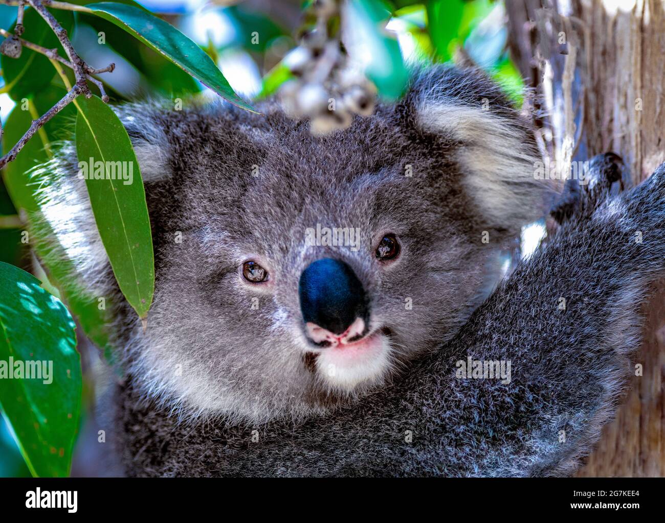 Baby Koala on a eucalptus tree Stock Photo Alamy