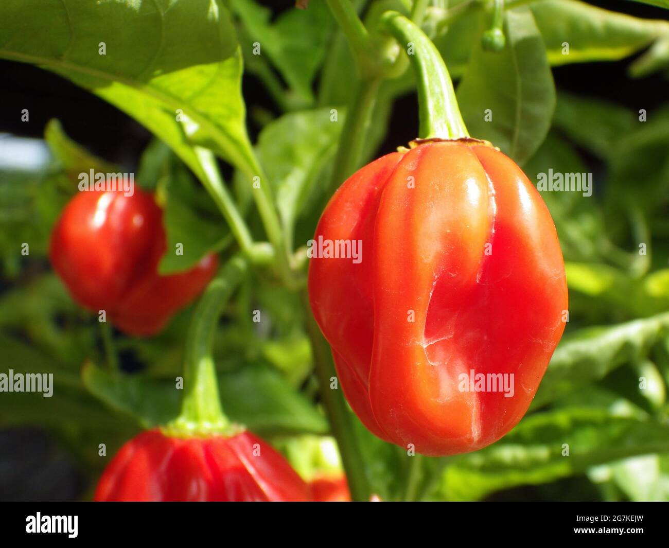 Closeup shot of red habanero peppers growing on a shrub Stock Photo - Alamy