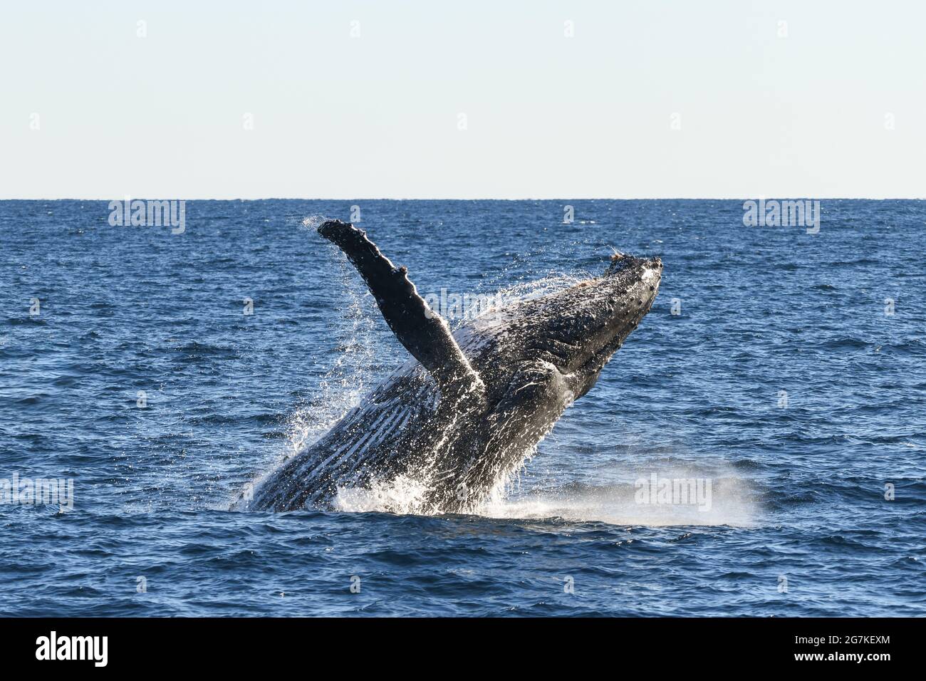 Whale about to land back into the ocean after breaching Stock Photo