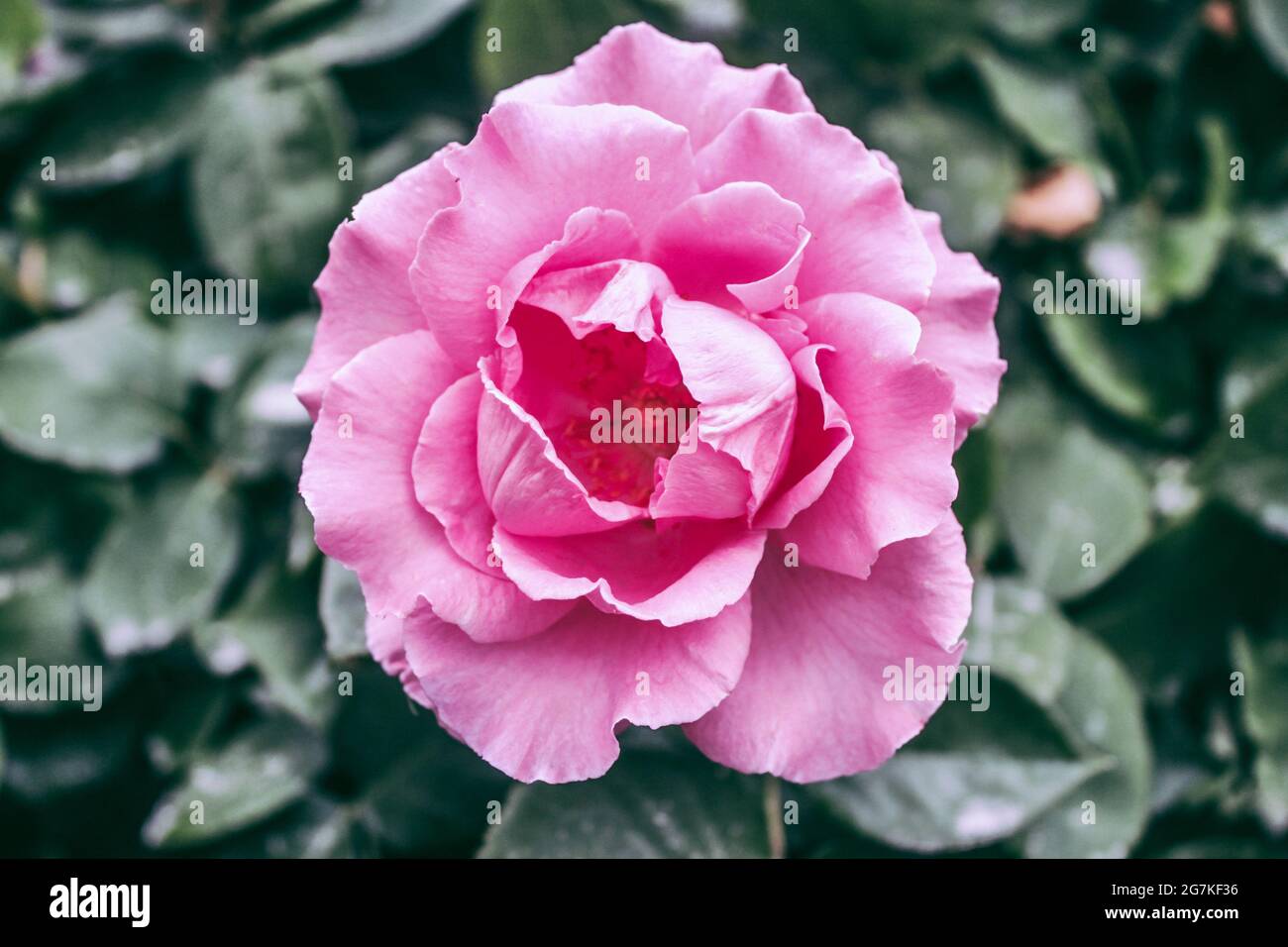 Beautiful close up shot bright hi-res stock photography and images - Alamy