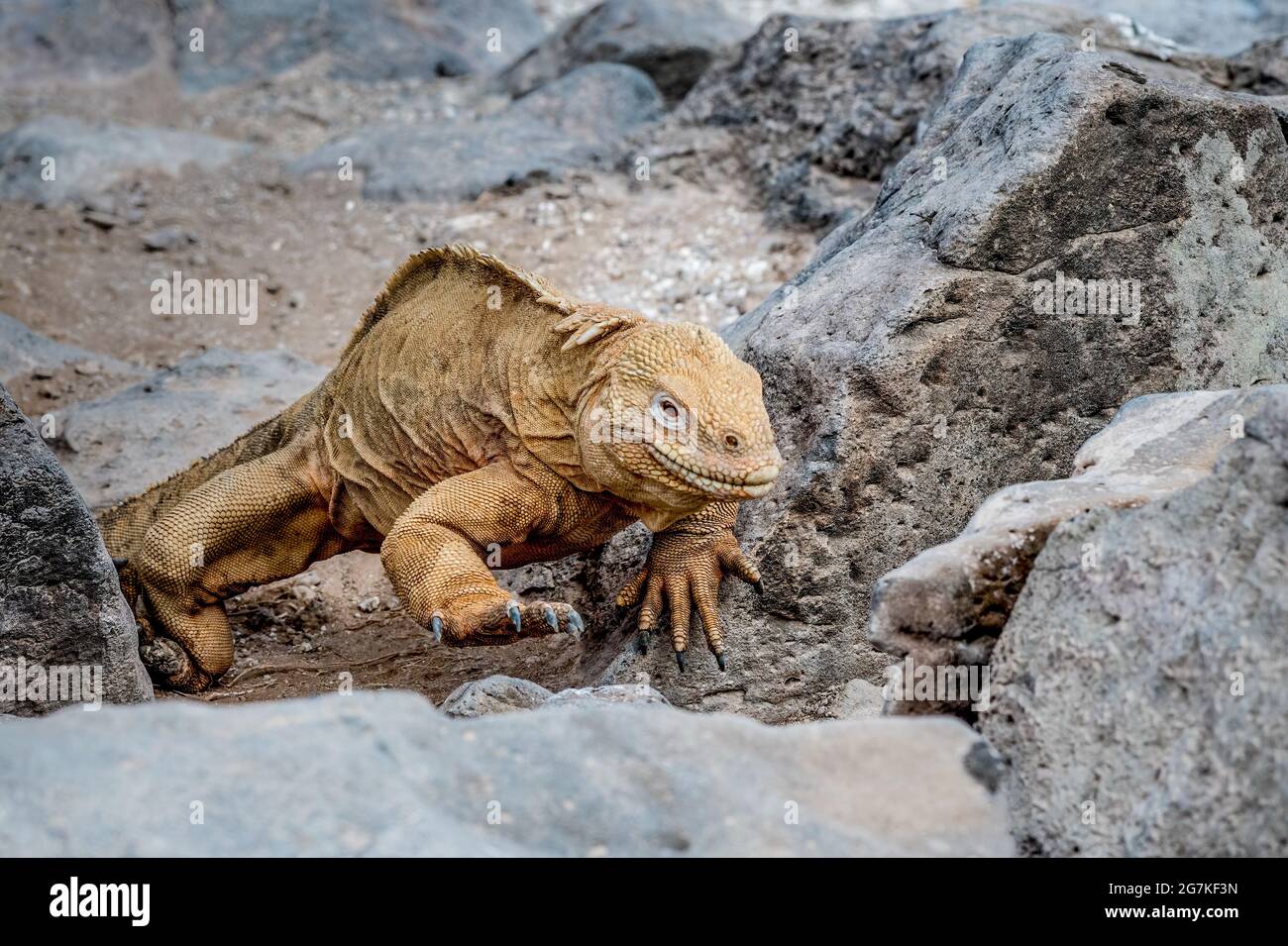 Lizzard island hi-res stock photography and images - Page 2 - Alamy