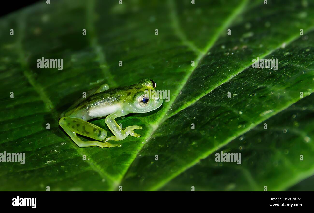 Glass frogs get their name because of their translucent bodies. In the picture you can clearly see the organs in the belly area. The green color of th Stock Photo