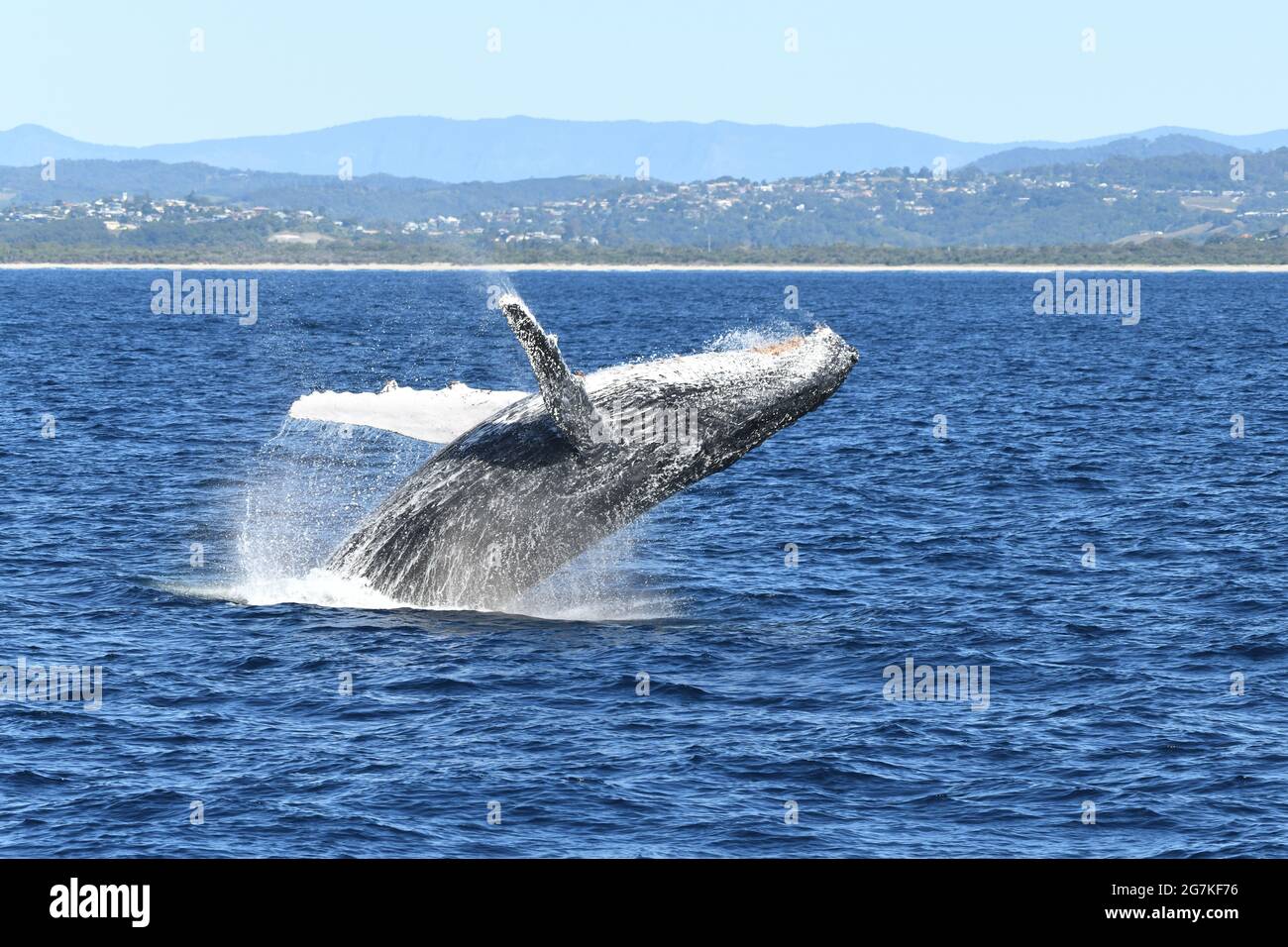 Side view of whale breaching in the ocean while about to land back in the water. Stock Photo