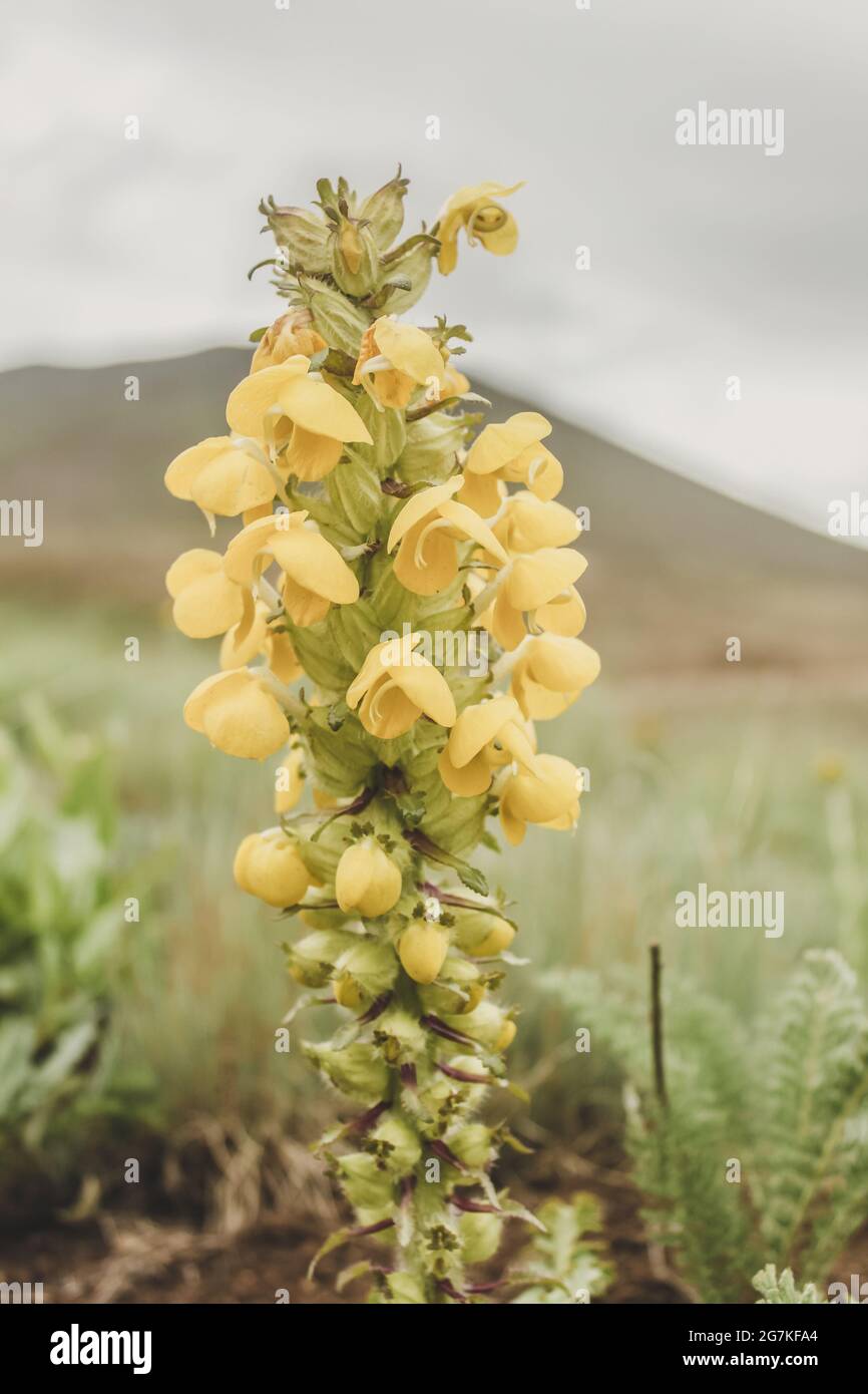 Closeup of a beautiful yellow monkshood (Aconitum anthora) flower on background of a field Stock Photo