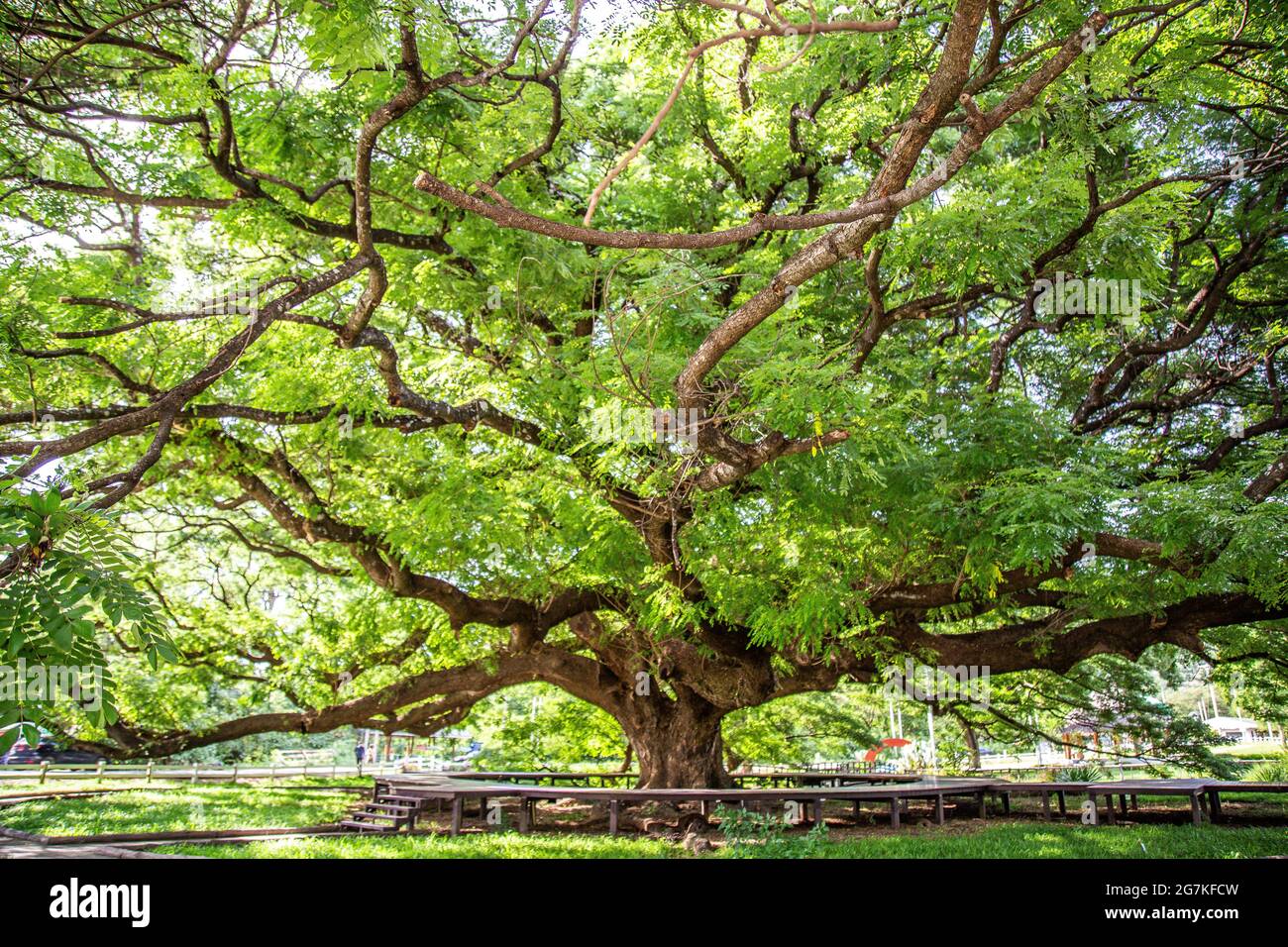 Giant Raintree chamchuri over 100 years old in Kanchanaburi, Thailand ...