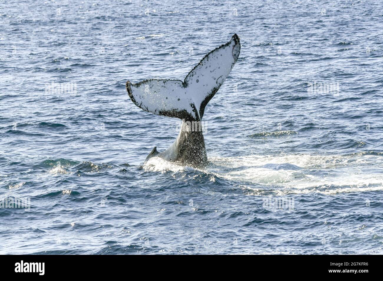 Tail humpback whale emerging hi-res stock photography and images - Alamy