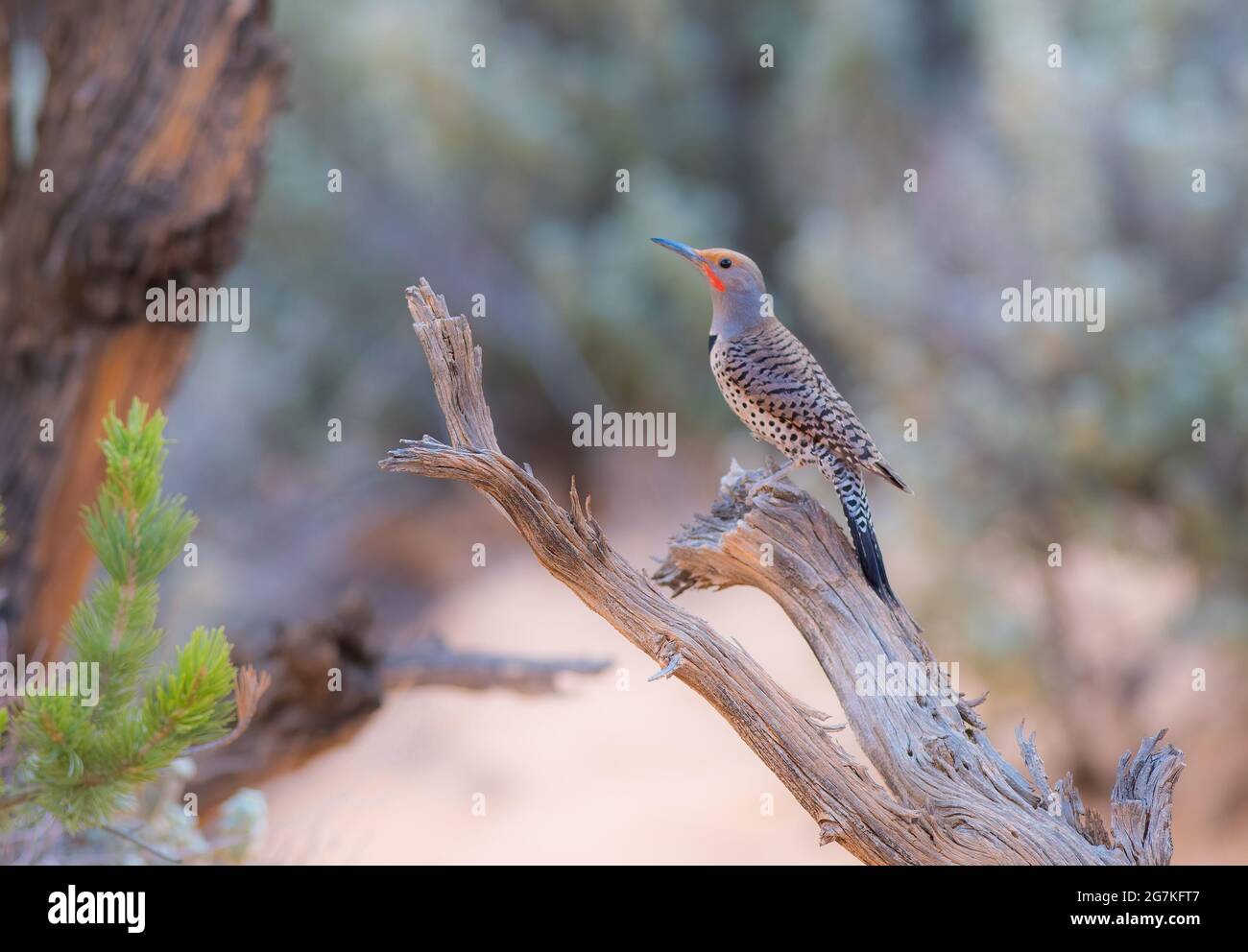 Northern Flicker perched upright on a horizontal branch Stock Photo