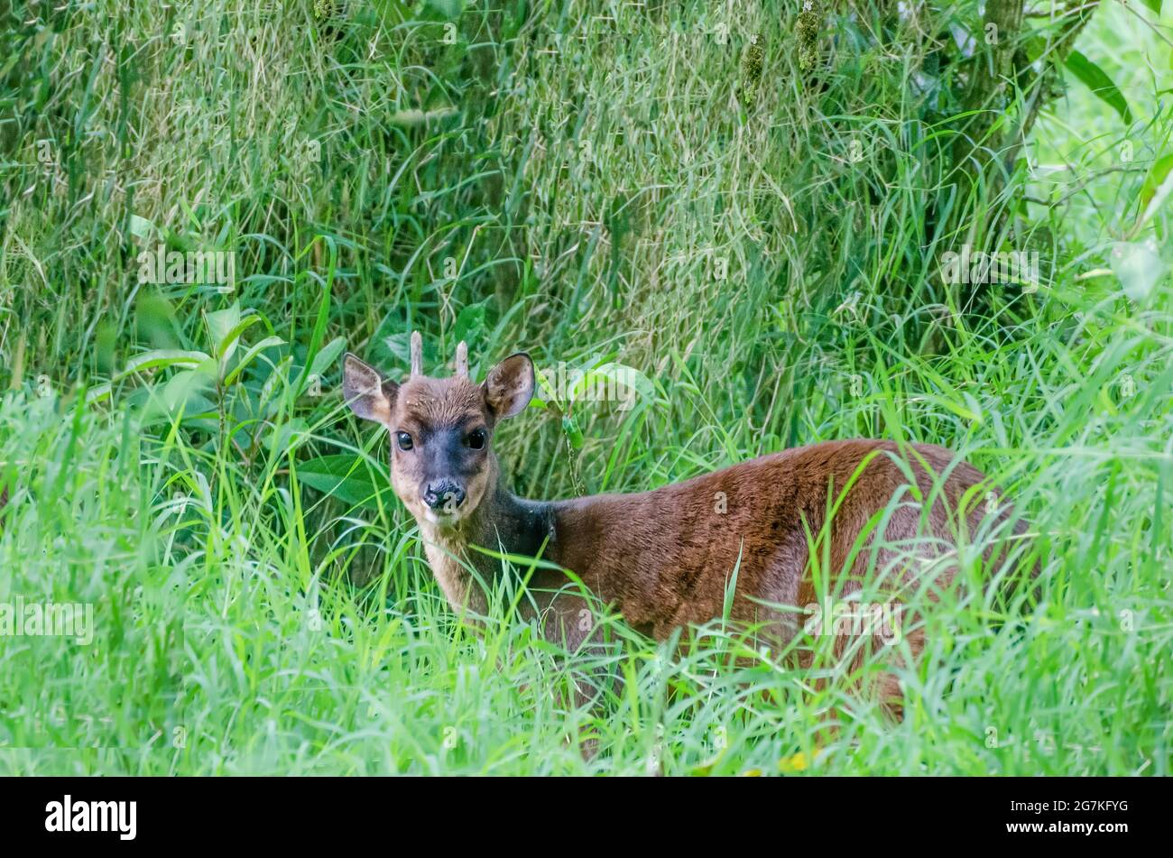 Red Brocket Deer is a species of brocket deer from forests in South America, ranging from northern Argentina to Colombia and the Guianas Stock Photo