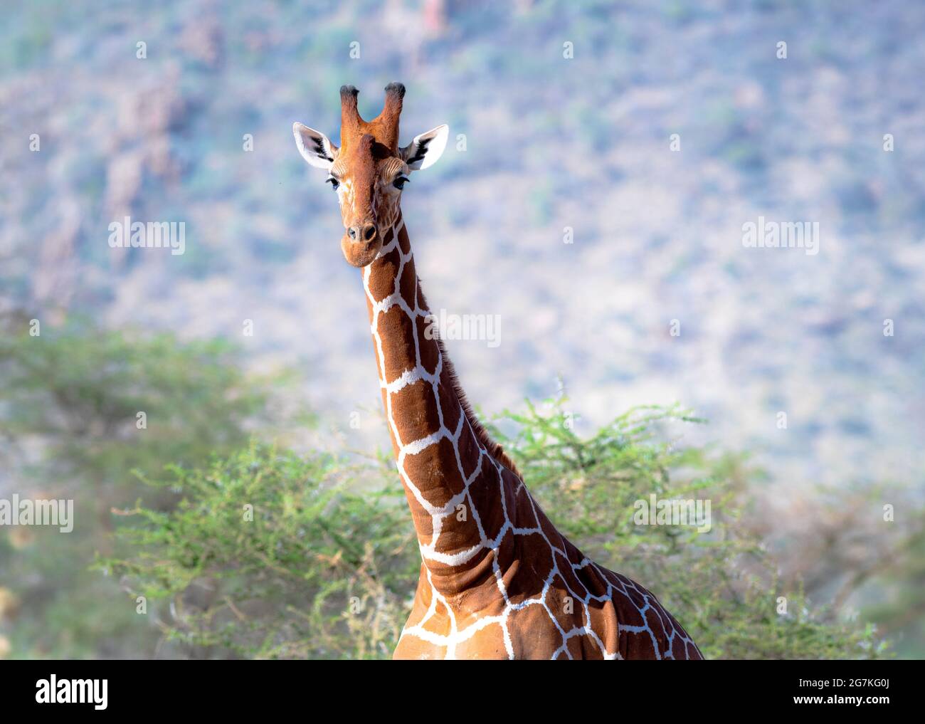 Reticulated giraffe also known as the Somali giraffe, is a subspecies of giraffe native to the Horn of Africa Stock Photo