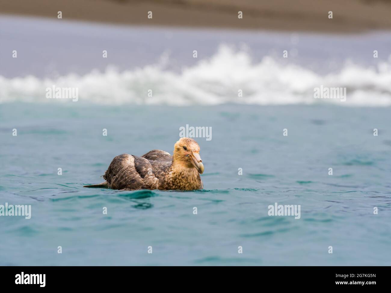 Southern Giant Petrel also known as the Antarctic giant petrel, giant fulmar, stinker, and stinkpot Stock Photo