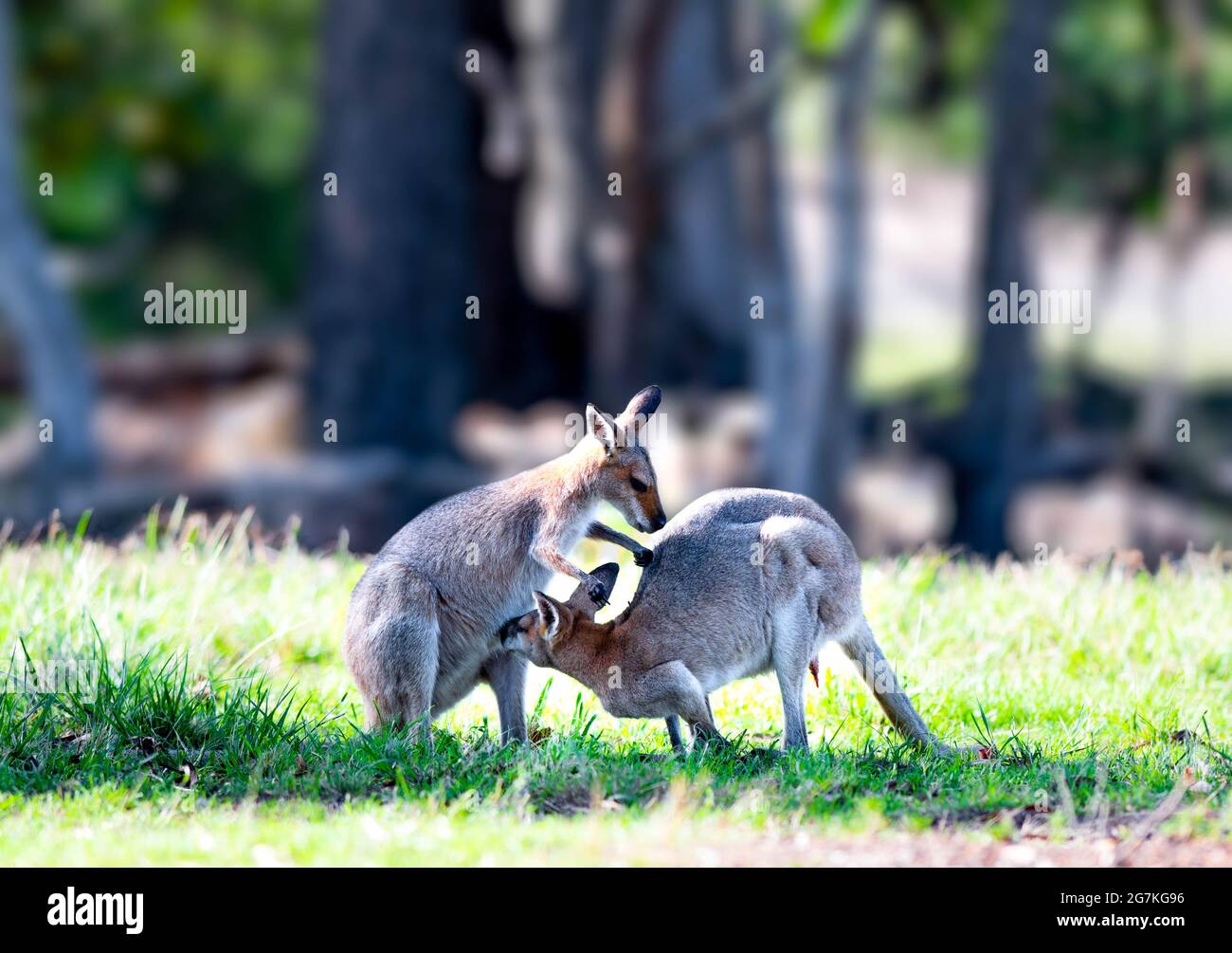 Wallabies a small or middlesized macropod native to Australia and New