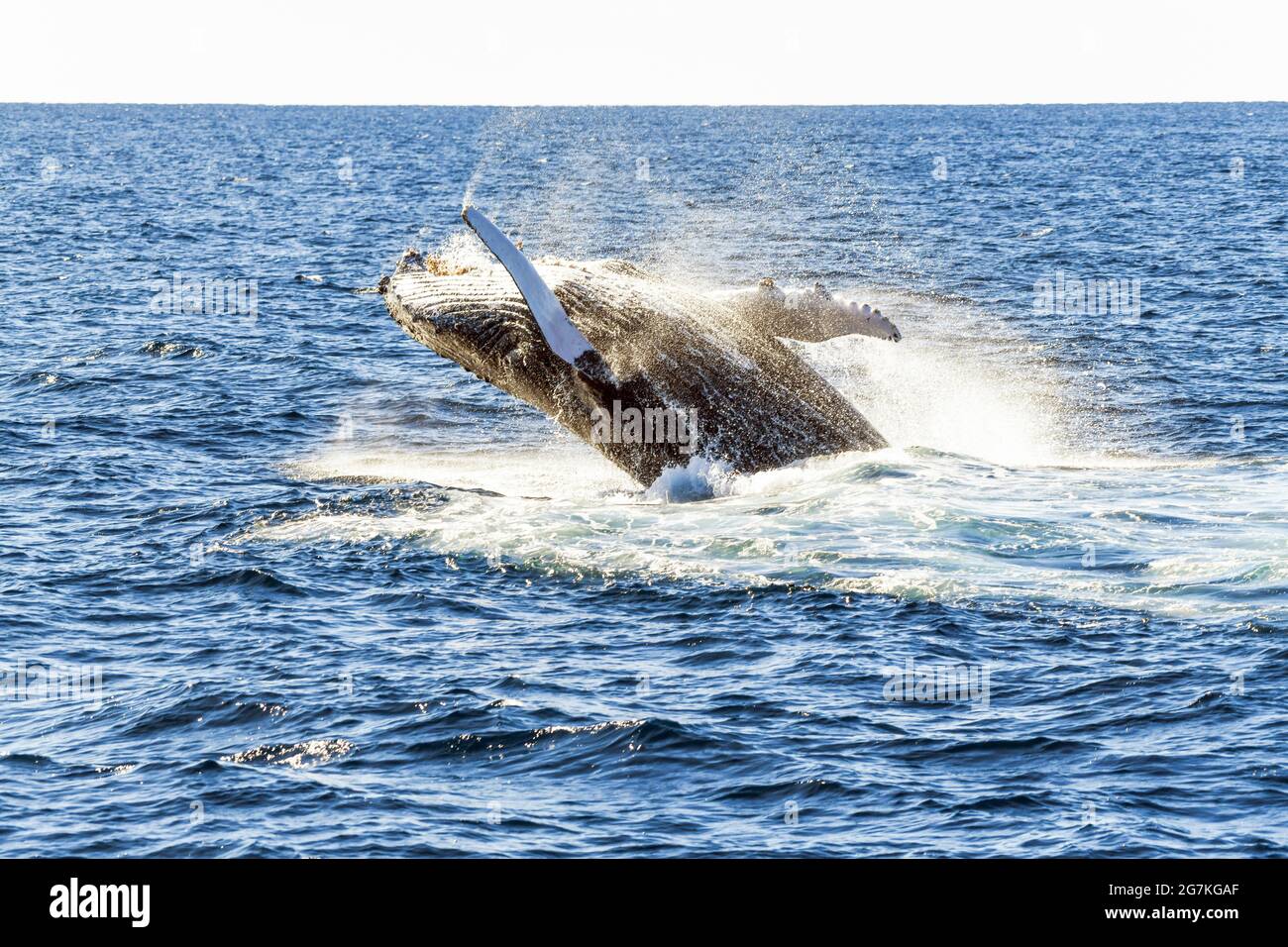 Whale flipping back into the ocean after breaching Stock Photo