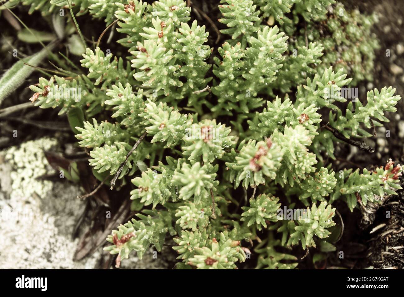 Colorful stems tropical plants hi-res stock photography and images - Alamy
