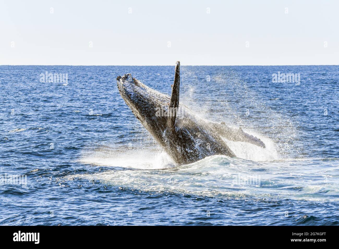 Whale showing off while breaching in the ocean Stock Photo