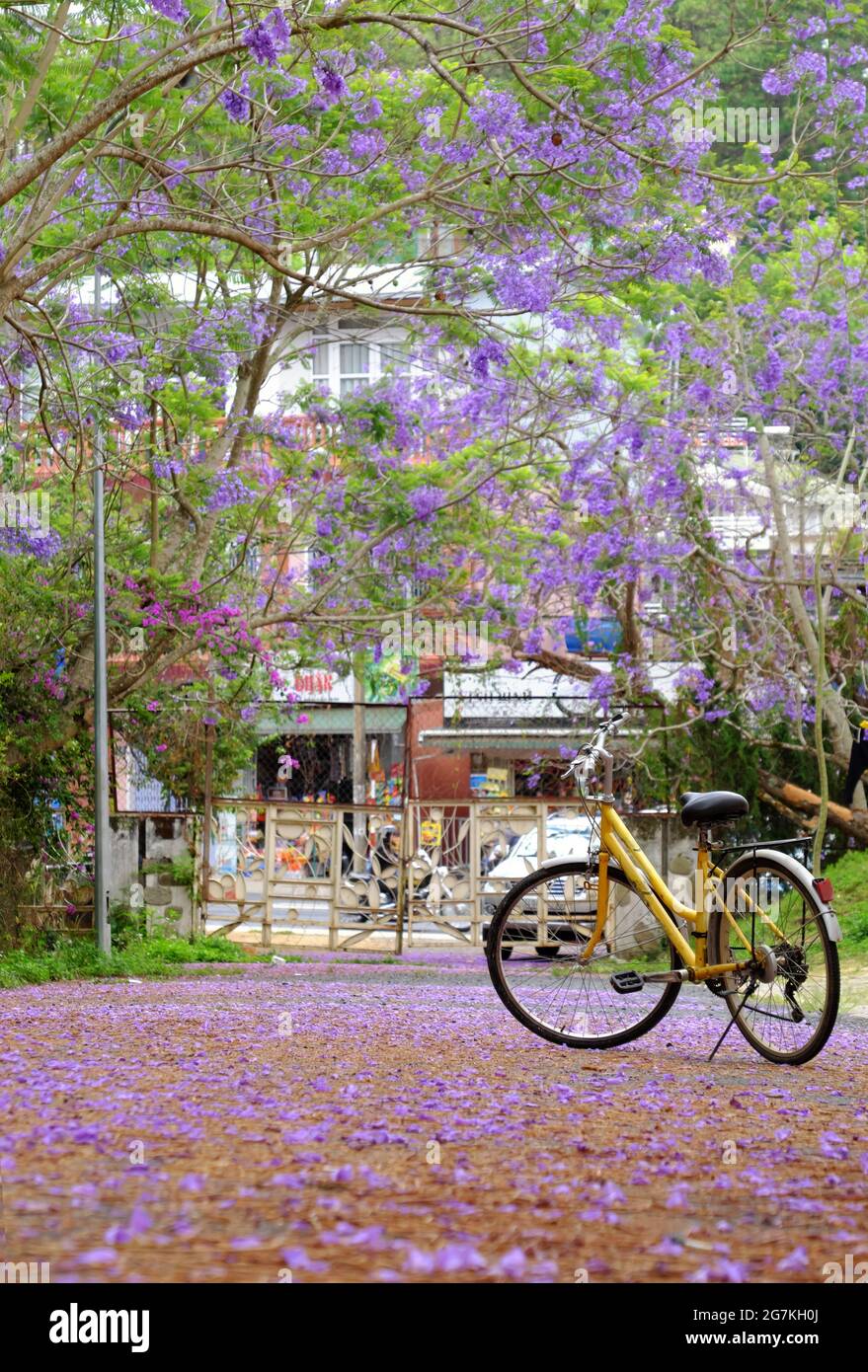 Beautiful landscape at Da Lat city, Vietnam in springtime,violet phoenix flower fall on way, yellow bicycle park alone on road under flamboyant tree Stock Photo