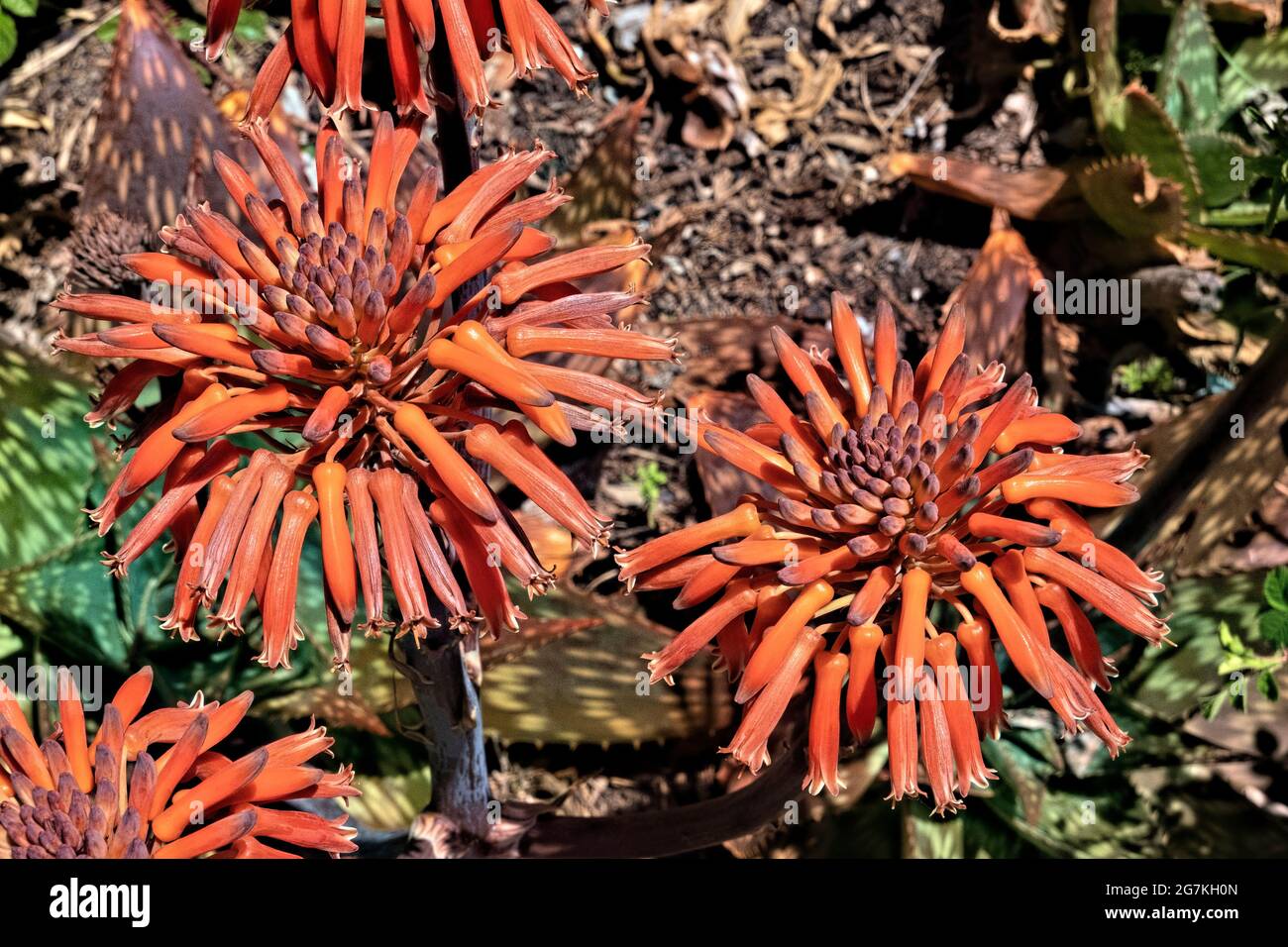 South African soap aloe (Aloe saponaria), botanical garden, San Francisco, California, U.S.A Stock Photo