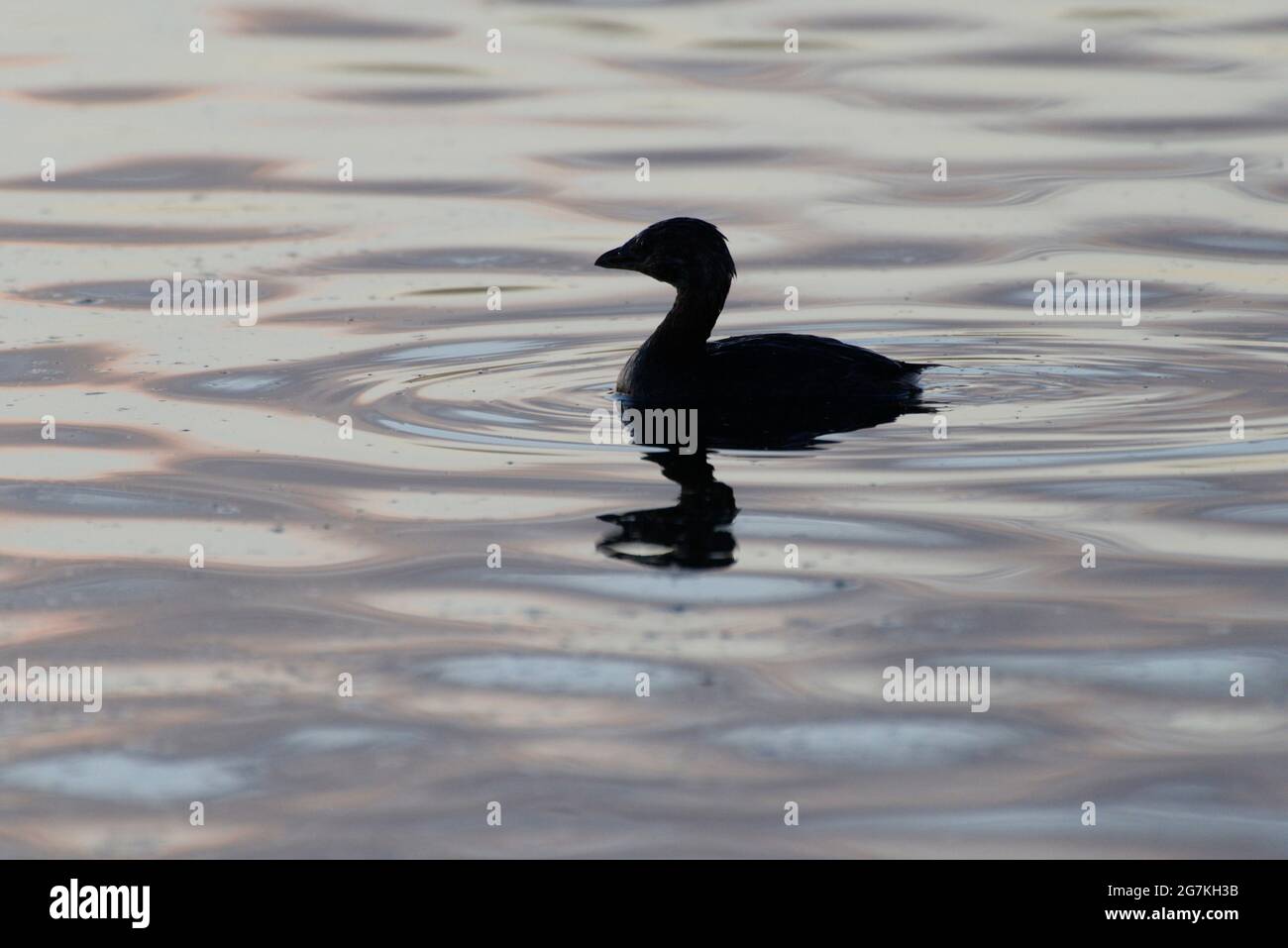 Pied-billed Grebe silhouette amid sunset colored ripple reflections. Stock Photo